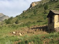 IMG 1277  the source of all the flies:sheep with guard dogs