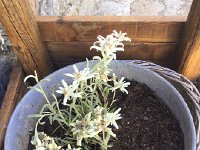 IMG 1295  edelweiss!