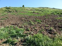 20170626 090231  torn up: by marmots? by pigs?