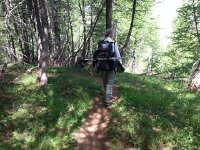 20170626 113607  in the woods