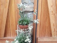 20170626 144013  edelweiss