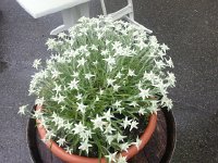 20170626 144314  more edelweiss