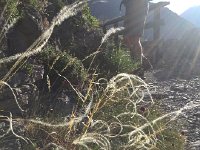 IMG 1304  cool grasses?