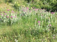 IMG 1312  carnations