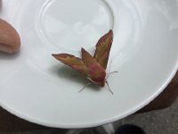 IMG 1316  this fella fell out of the parasol when I opened it