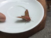 IMG 1317  alive but very immobile