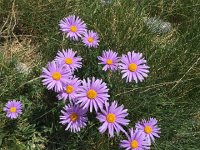 IMG 1328  asters