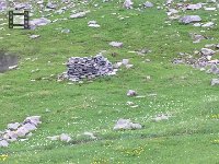 IMG 1338  marmots