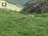 IMG 1343  marmots