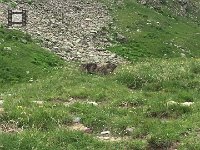 IMG 1344  marmots