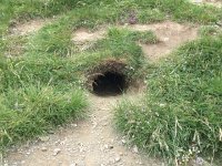 IMG 1347  marmot cross-section