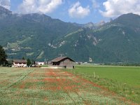 IMG 4926  wheat and poppies