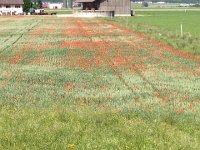 IMG 4927  pointillist