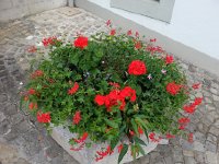 20170603 124854  Same planter, different plants in Rivaz