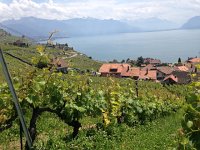 IMG 4939  vines above Rivaz