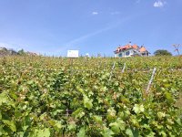 IMG 4941  uphill toward Chexbres