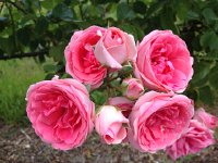 IMG 4946  more roses