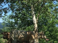 IMG 2276  lots of babies