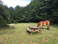 IMG 2288  and a horse too