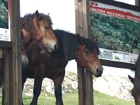 IMG 2293  horses rule here!