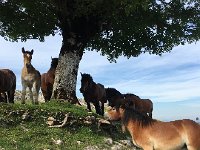 IMG 2295  foal watching us