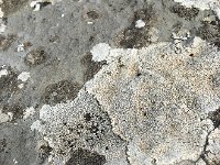 IMG 2297  lichen art