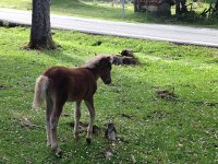 IMG 5168  visiting the babies