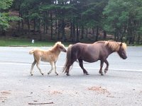 IMG 5172  another child-mama pair