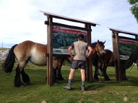 IMG 5184  to get the data, you must brave the horses