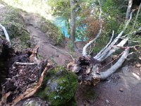 20170611 111740  a giant beech had split and fallen into the gorge