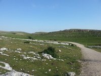 20170611 184950  horses of course