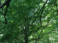 IMG 2307  beech upright