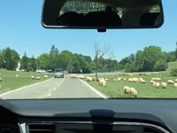 IMG 2316  the Serengeti for domestic ungulates