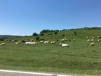 IMG 2317  horses, cows, sheep