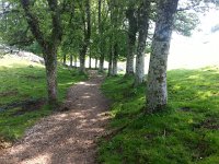 20170612 123820  lined by ash trees