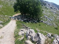 20170612 135147  sheep