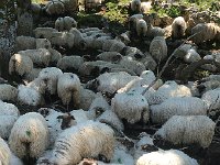 IMG 2334  closer sheep