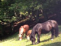 IMG 5223  the first of many horses