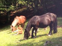 IMG 5224  lots of foals