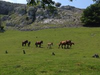 IMG 5232  all paired up