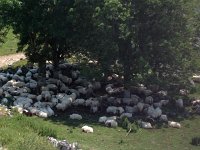 IMG 5254  more sheep