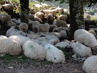 IMG 5255  marked sheep