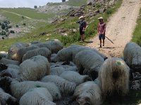 IMG 5256  piles of sheep