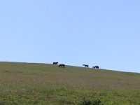 IMG 5263  more horses
