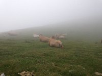 IMG 5269  also cows!