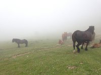 IMG 5273  fog horses