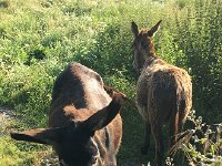 IMG 2347  not paying attention