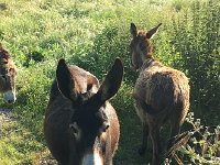 IMG 2348  paying attention