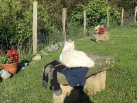 IMG 2191  cat and laundry