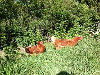 IMG 4606  with chickens